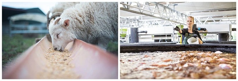 animal feed animal feed