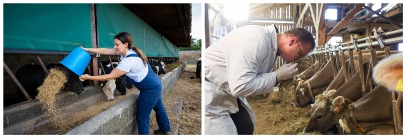 animal feed animal feed