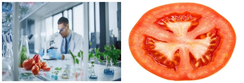 Lycopene Lycopene