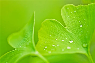 Ginkgo Biloba duft - Hágæða náttúrulegt heilsufæðis innihaldsefni